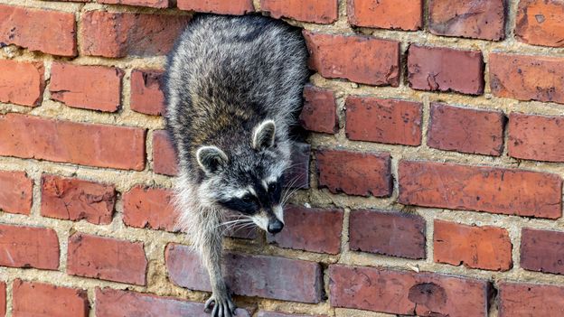 The controversial story of the North American raccoons wreaking havoc in Germany